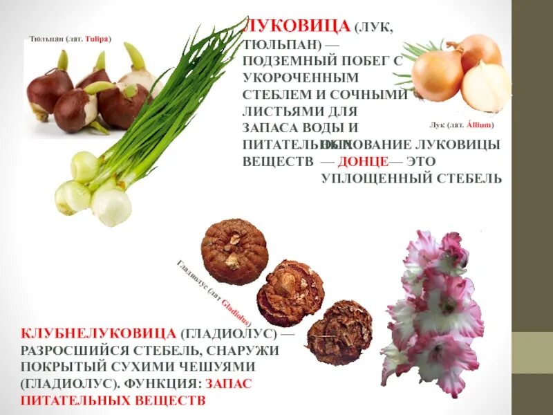 Мясистые и сочные листья луковицы содержат. Строение гладиолуса. гладиолусы размер луковицы. строение луковицы гладиолуса. строение клубнелуковицы гладиолусов.