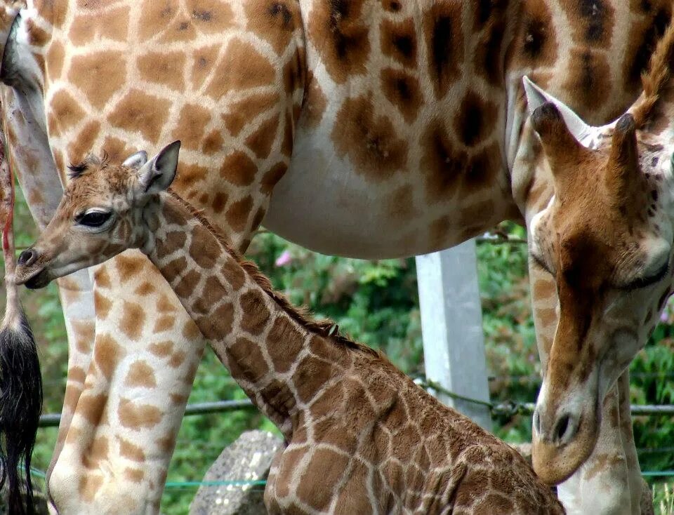 тема зоопарк на английском языке. зоопарк на английском. тема зоопарк на английском языке.