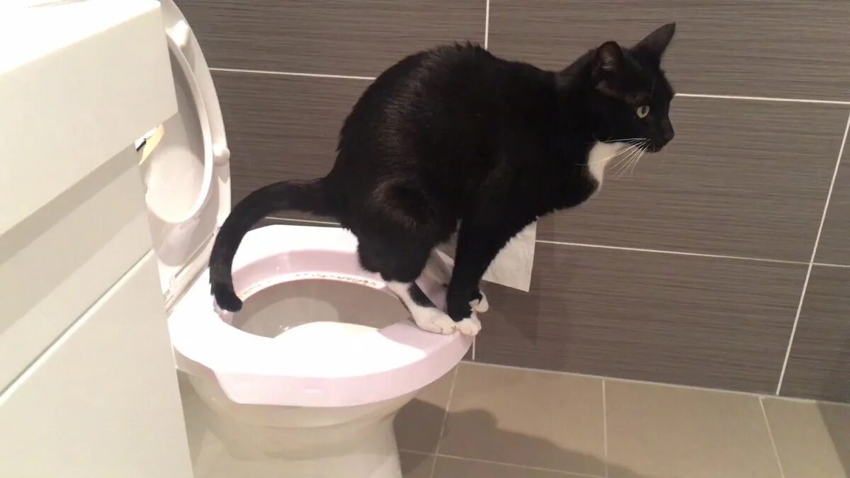 Как часто какают коты. Кот какает. кот какает в лоток. туалетный котенок. коты которые какают.
