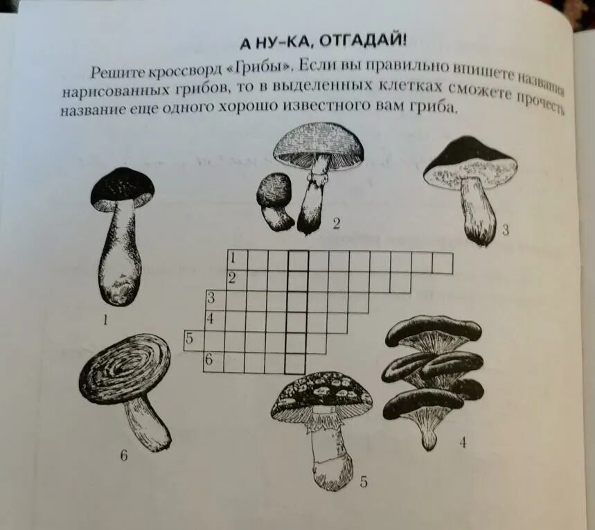 Кроссворд с ответами о съедобных грибах. Задания грибы биология. Грибы биология 5 класс рабочая тетрадь. Кроссворд про грибы. Гриб рисунок биология.