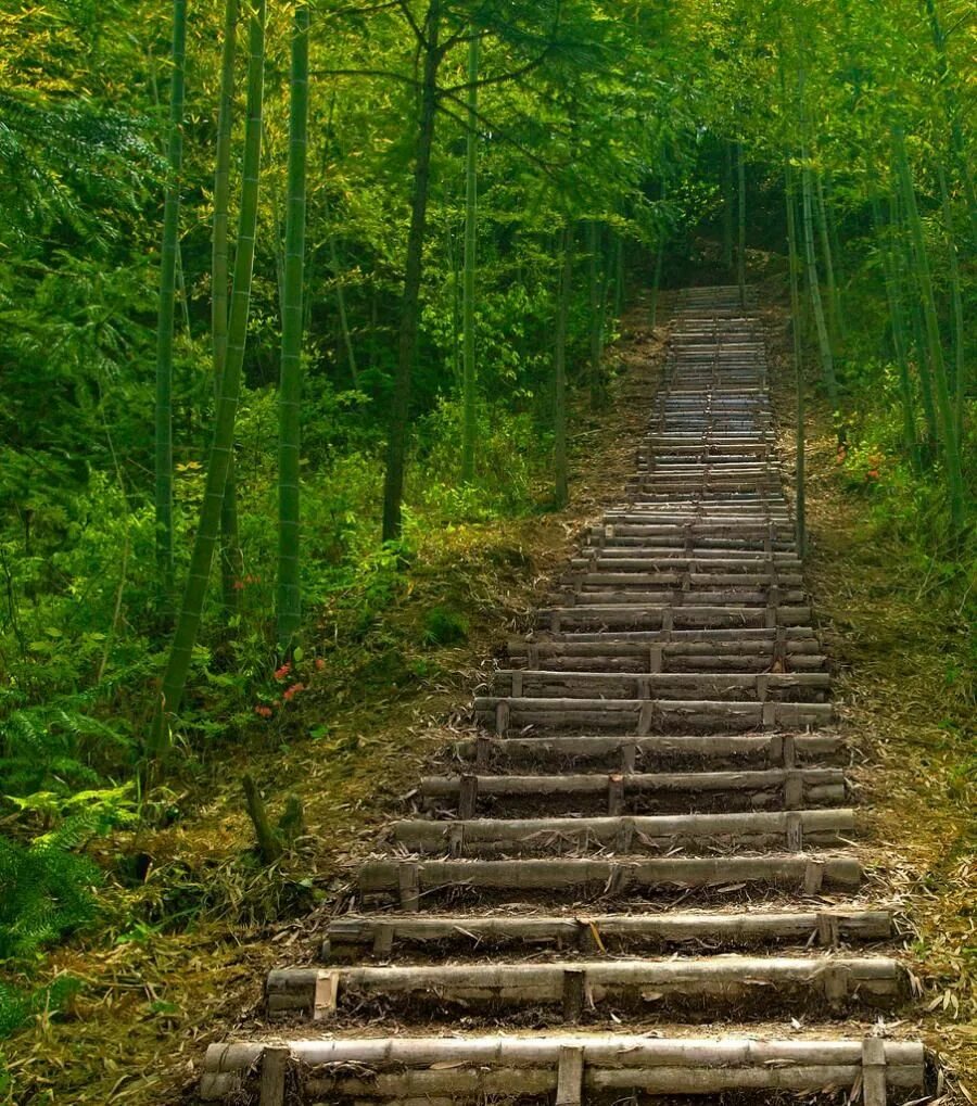 Лестница в лесу. Ступеньки в лесу. Лестница вверх. Лестницы в лесах. Step beautiful