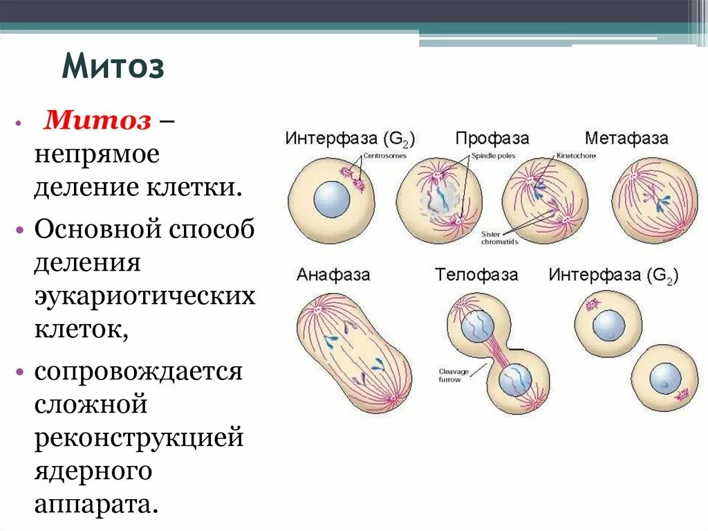 Митоз какой метод исследования. Деление эукариотических клеток митоз. Процесс деления клетки эукариот. Эукариот - митотическое деление клетки.. Способы деления клетки митоз.
