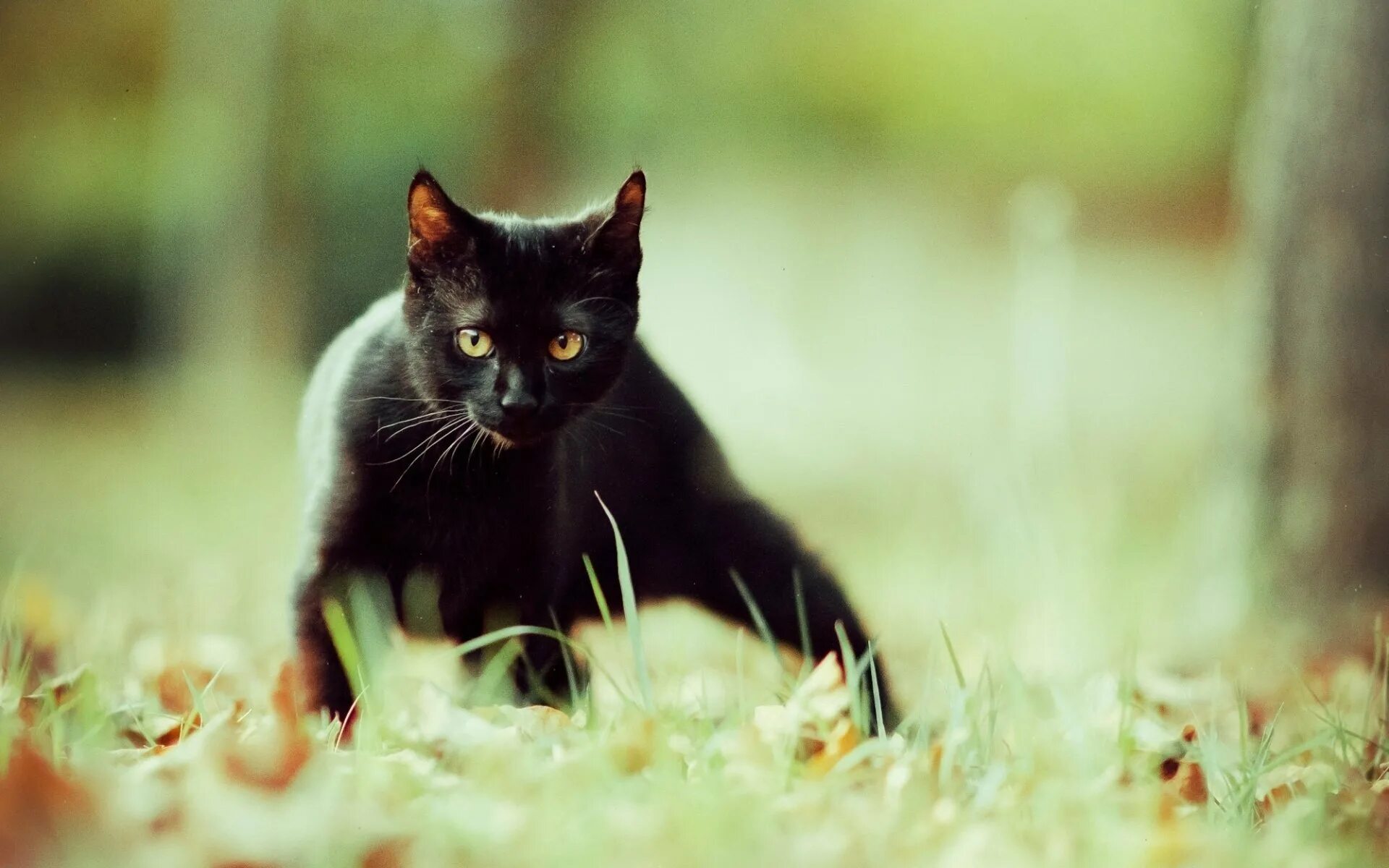 Черный кот с голубыми глазами. Черная кошка. Чёрная кошка с голубыми глазами. Красивый черный кот.