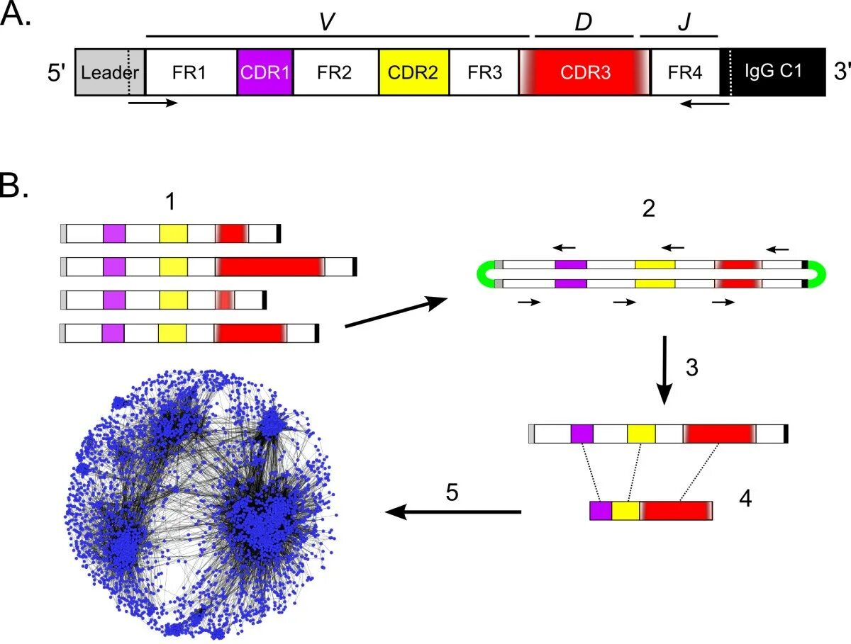 Cdr 001. Структура cdr. cdr antibody. cdr1 cdr2 условные маршруты. делеция вариабельного гена igh.