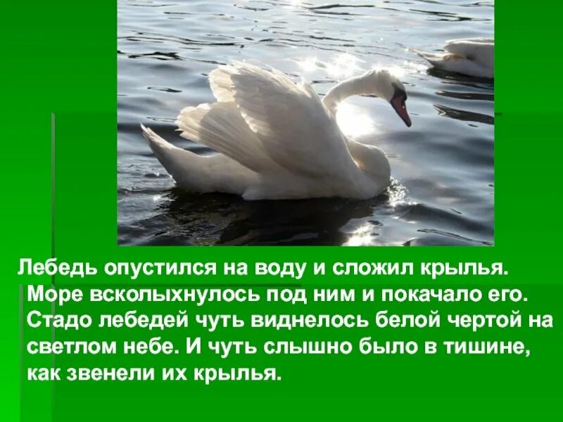 Белые лебеди читать. Произведение лебедь. лебеди л.н.толстой план. рассказ про лебедя. лев николаевич толстой лебеди.