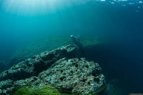 Белое море под водой