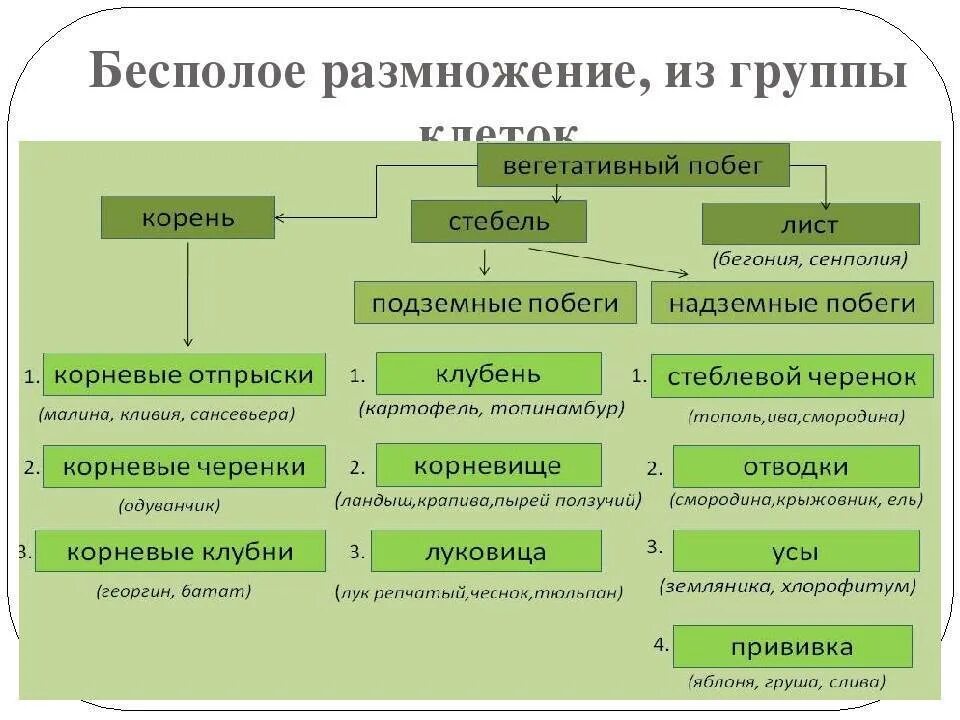 Отличия бесполого размножения. Типы бесполого размножения растений. Схема бесполого размножения растений. Таблица половое и бесполое размножение растений 6 класс. Типы полового размножения схема.