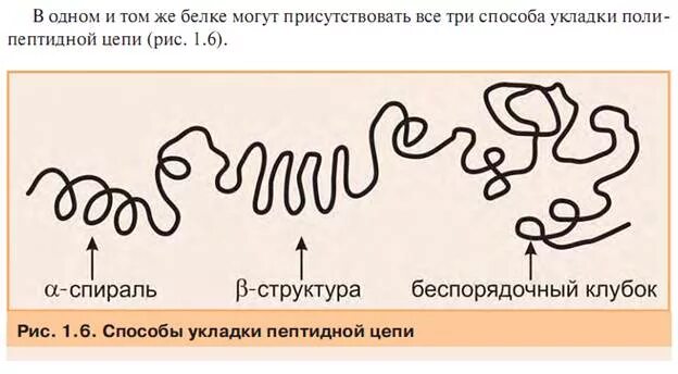 Белковая спираль. Беспорядочный клубок в структуре белков это. способы укладки структуры белка. беспорядочный клубок вторичная структура белка. альфа спираль и бета структура.