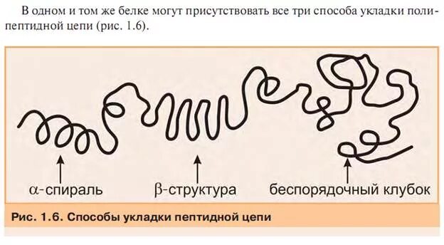 Альфа спираль и бета структура белка. Беспорядочный клубок в структуре белков это. Способы укладки структуры белка. Беспорядочный клубок вторичная структура белка.