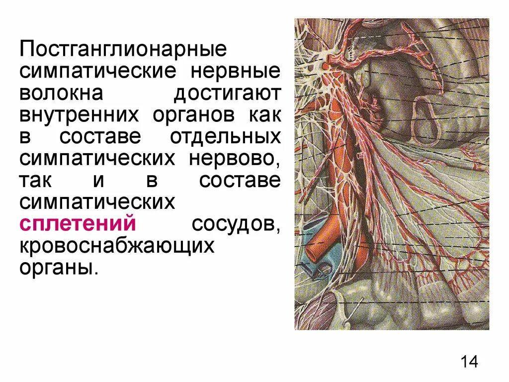 Симпатические нервные волокна. Постганглионарные волокна симпатической нервной. Постгаеглионарные синаптические волокна. Постганглионарные окончания симпатических нервных волокон. Сужение сосудов нервная система