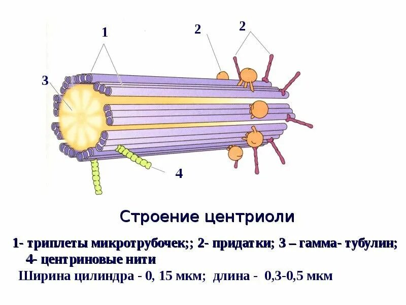 Состоит из триплетов микротрубочек. Цитоскелет микротрубочки и микрофиламенты строение и функции. строение жгутика микротрубочки. строение и функции микротрубочек. строение и функции микротрубочек в клетке.