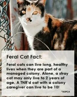 I cats перевод
