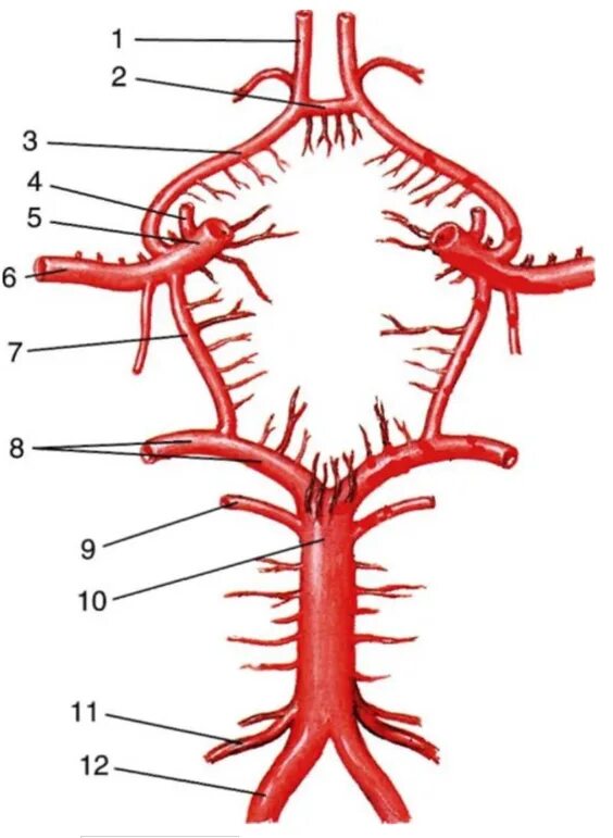 Виллизиев круг строение. Артерии Виллизиева круга анатомия. Анатомия сосуды Виллизиев круг. Схема Виллизиева круга анатомия. Артериальный Виллизиев круг большого мозга.