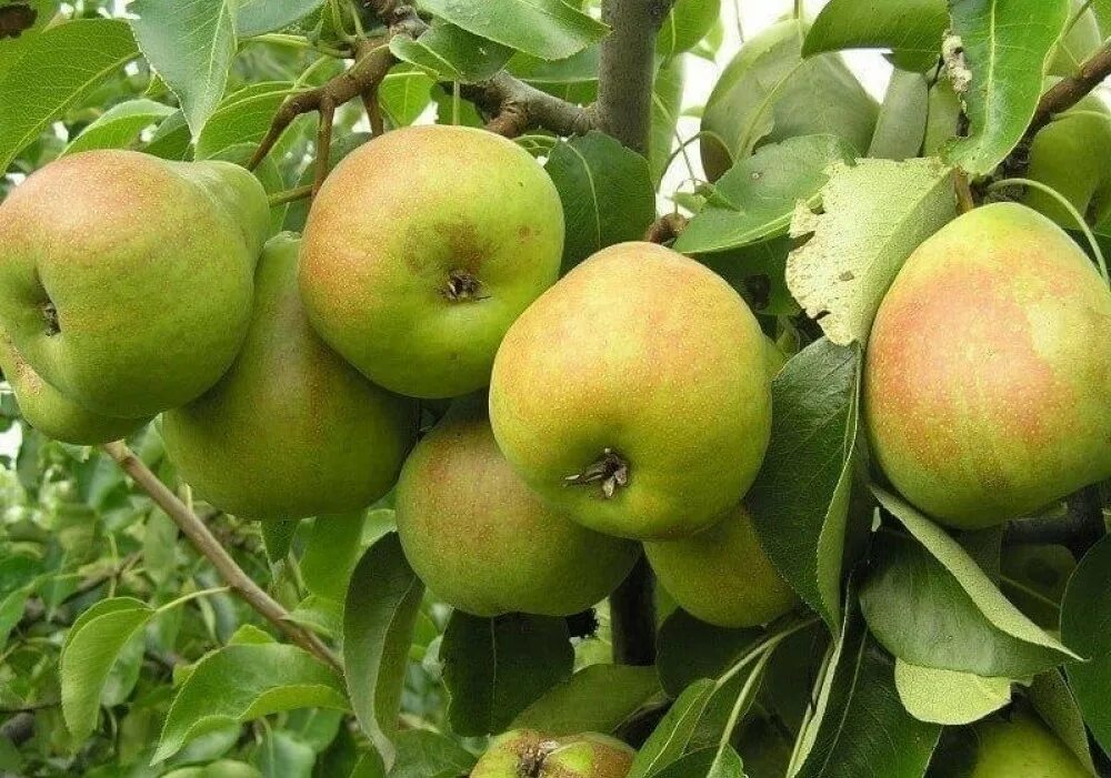 Какой сорт груши опылители. Какой сорт груши опылители