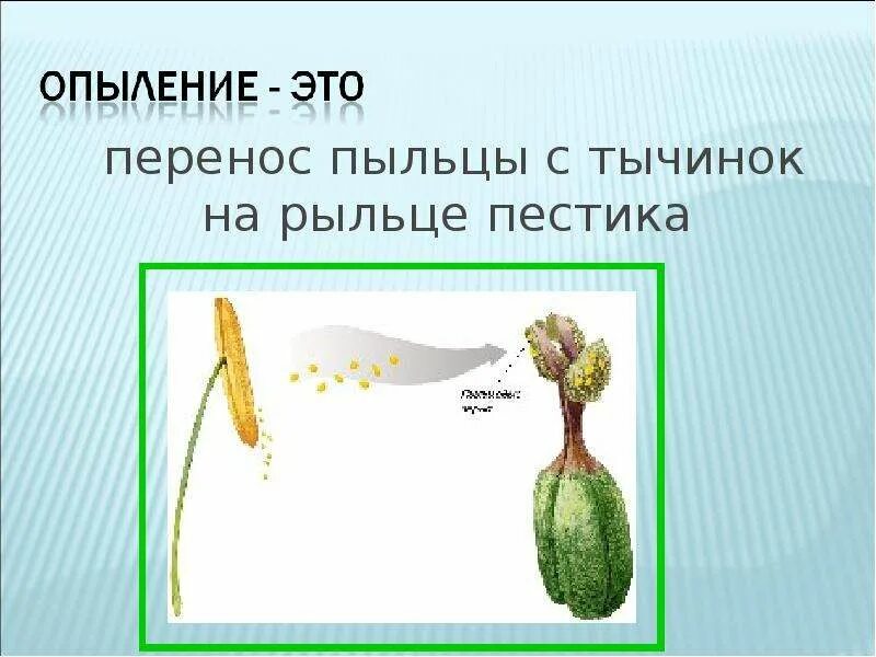 Перенос пыльцы на рыльце пестика называют. Перенос пыльцы с тычинок на рыльце. Перенос пыльцы с тычинок на рыльце пестика это. Перенос пыльцы это опыление. Опыление-перенос пыльцы на рыльце пестика.