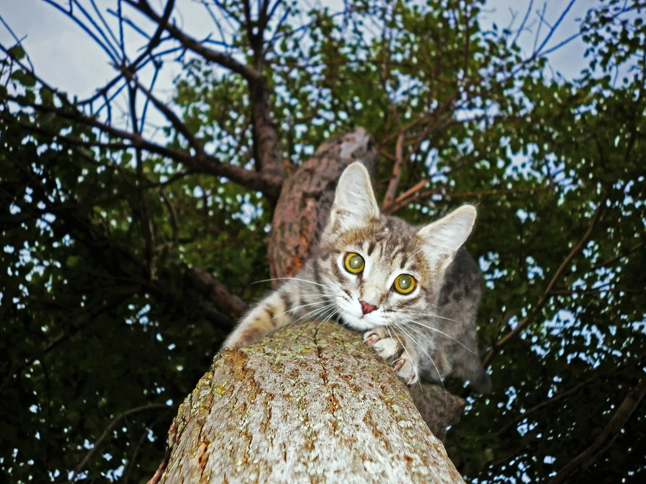 Кот на стволе дерева. Ствол дерева для кошки. Обои кошки. Кошечка ствол дерева. Животные снизу