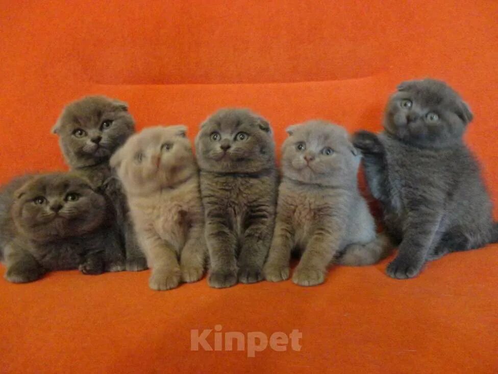 Шотландские котята: вислоухие, прямоухие, окрасы, фото, стоимость