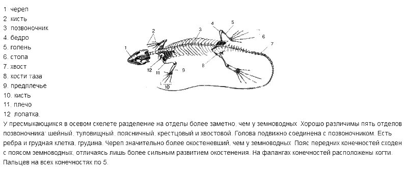 Сколько шейных позвонков у пресмыкающихся. Осевой скелет рептилий. Строение скелета ящерицы. Внешнее строение ящерицы. Название частей скелета ящерицы.