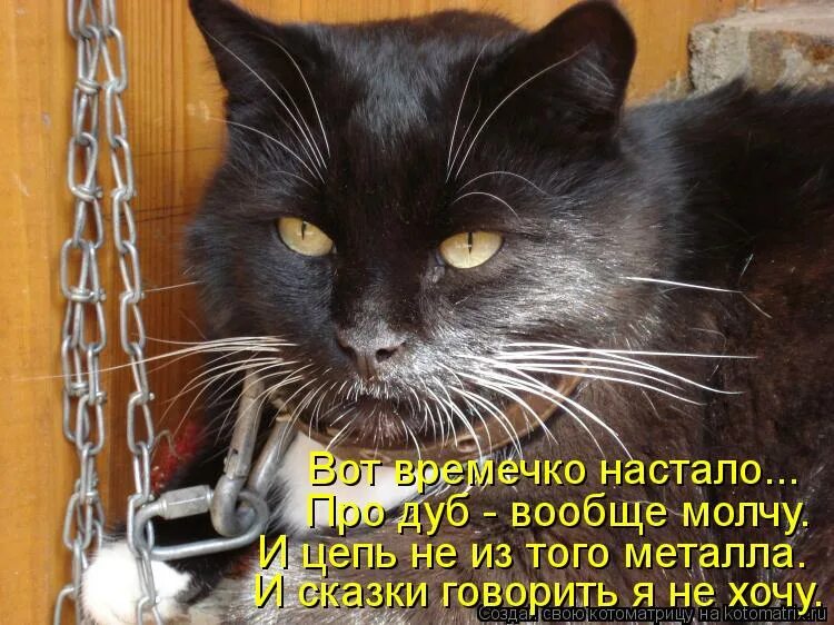 кот на цепи сидит. кошка на цепи. котик на цепи. котик на цепи. котик на цепи.