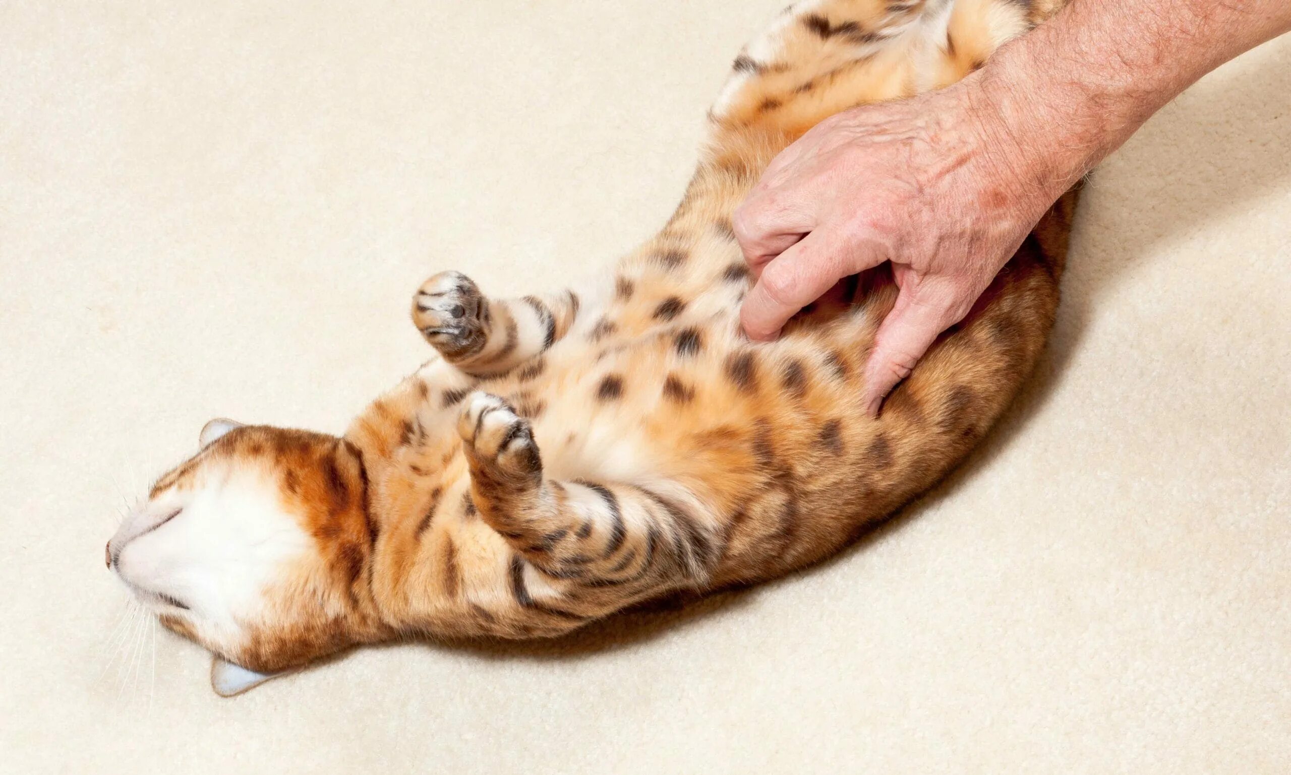 Почему коты массажируют