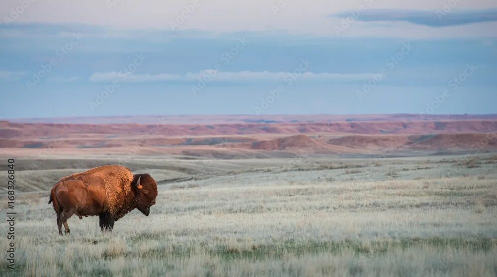 Grasslands are known by