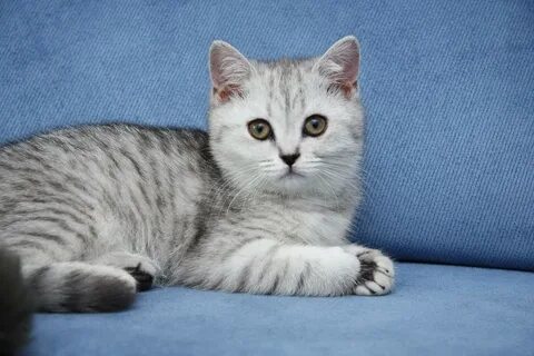 Британская короткошерстная кошка окрасы