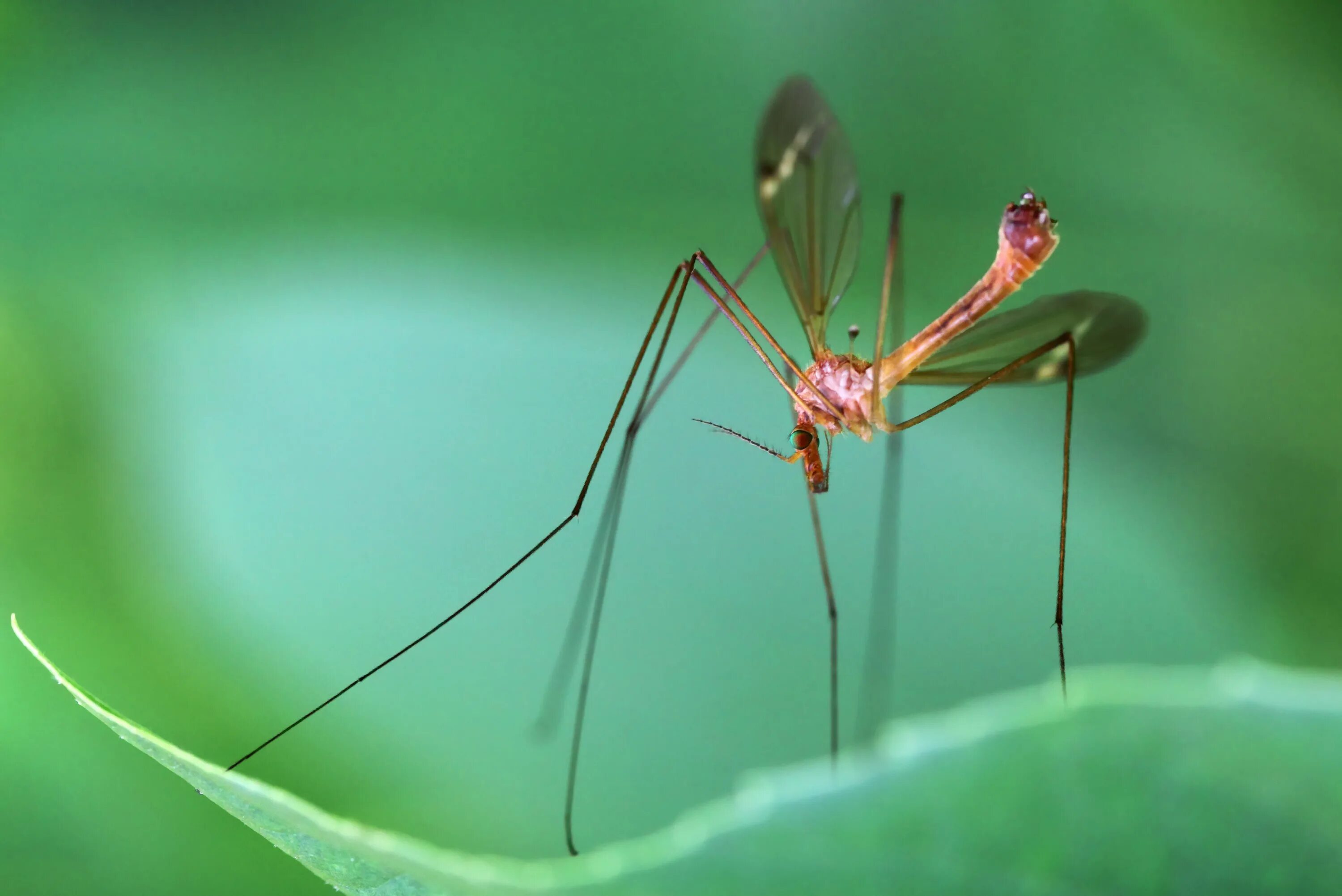 Как называется большой комар. Большой комар долгоножка. Красный комар долгоножка. Комар гигант - долгоножка. Карамора комар.