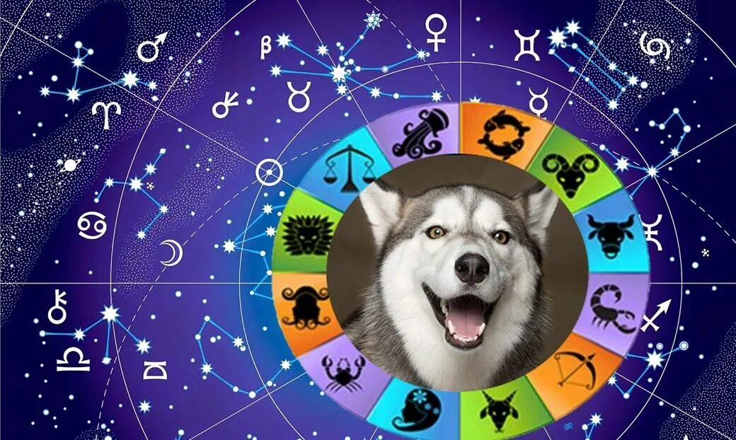Какие года подходят год собаки. Сораки по знаку зодиака. Собака по гороскопу. Собака гороскоп. Щенки по знаку зодиака.