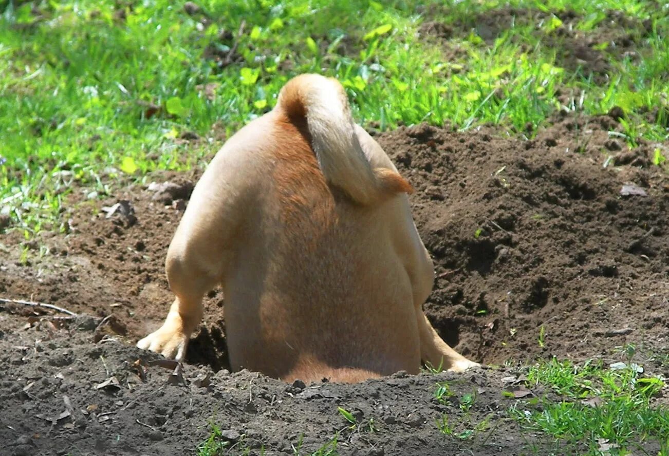 Digging 4. Собака роет землю. Собака роет яму в огороде. Собака копает. Рой собака.