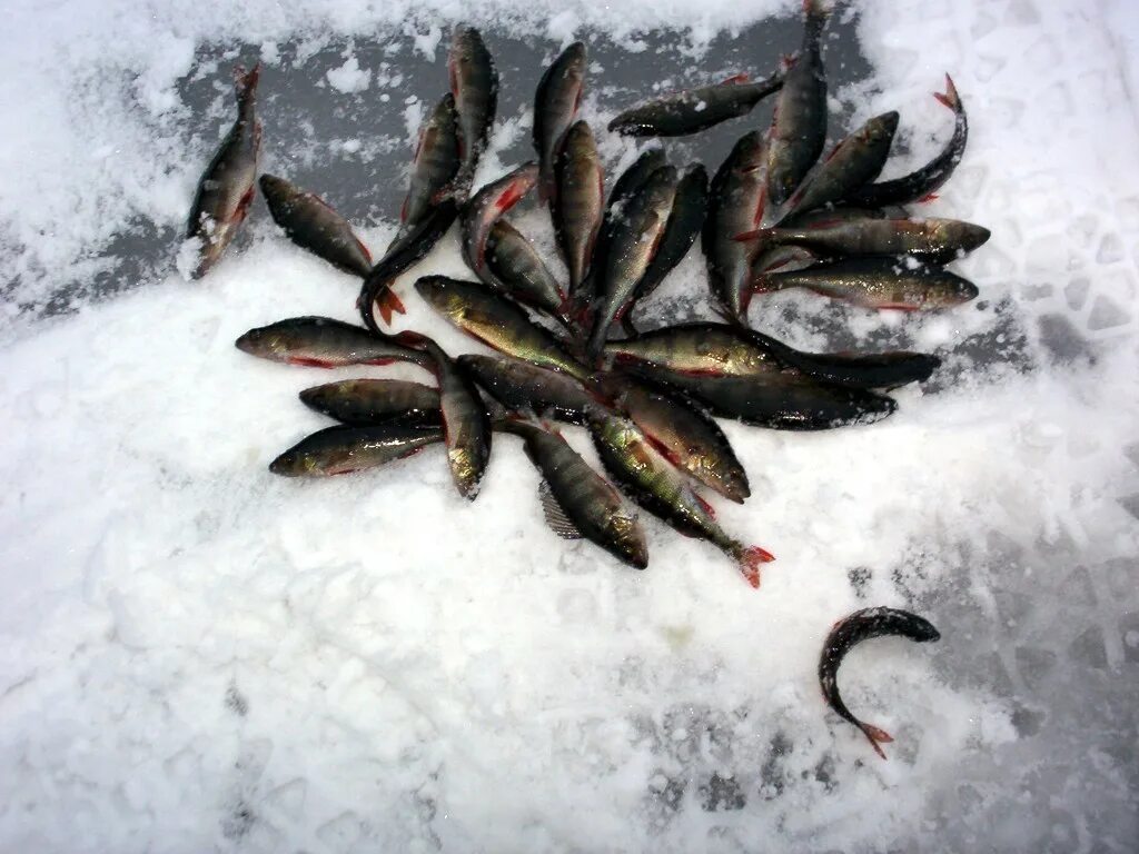 Улов зимой. Зимняя рыбалка улов. Окунь улов зима. Первый улов. Улов рыбы на снегу.