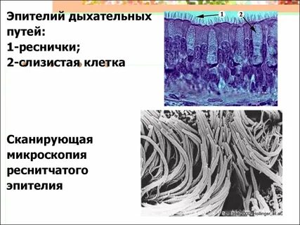 Ткань дыхательных путей