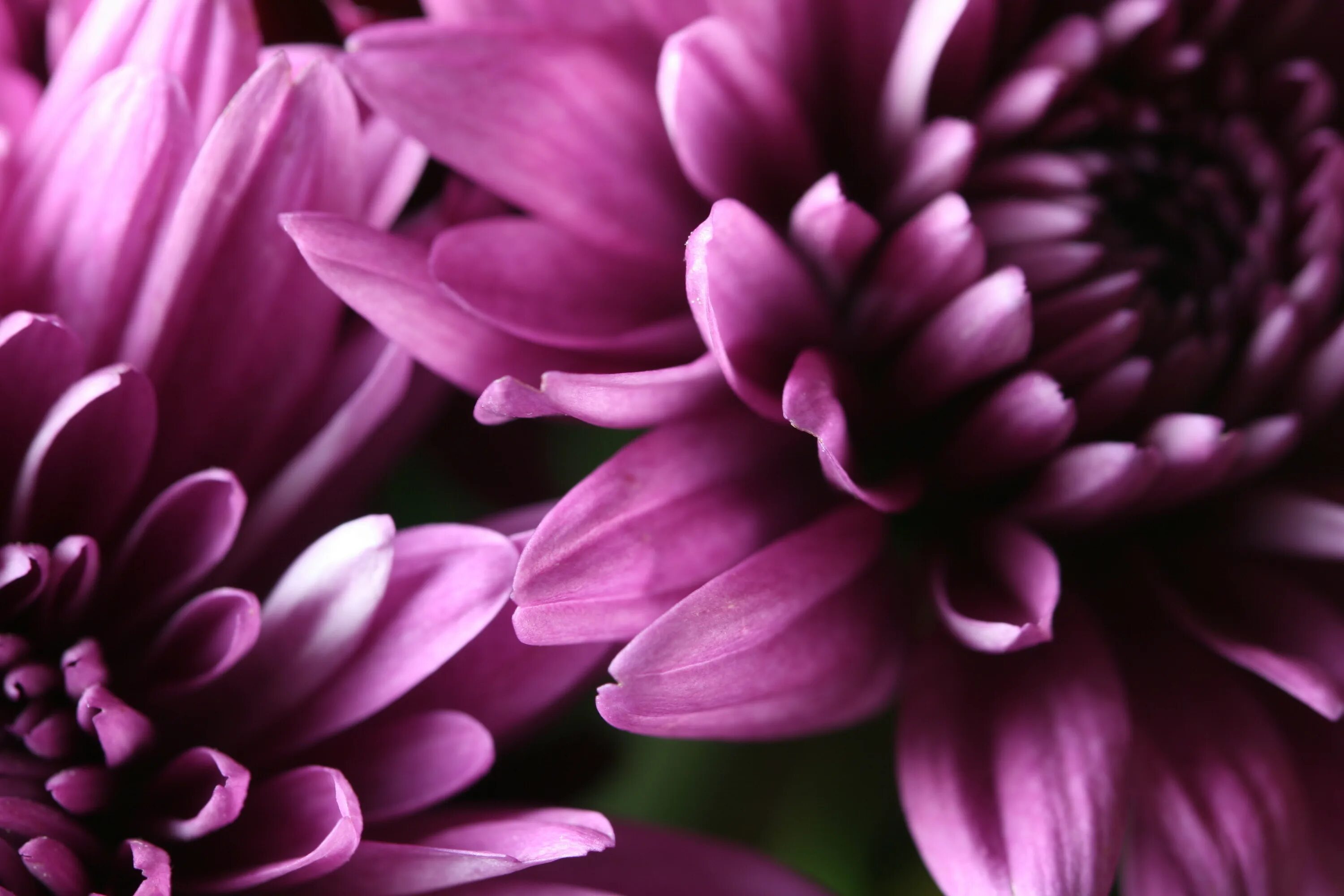 Сиреневые цветы. Фиолетовые цветы. Хризантема сиреневая. Лиловые цветы. Цветы 1024 600