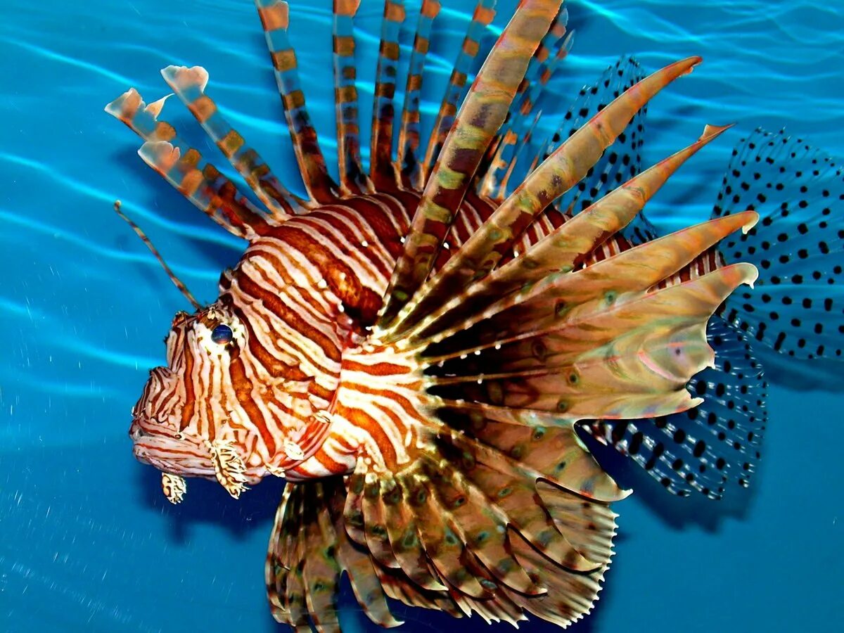 Крылатка-зебра чернополосая (дьявол) (pterois volitans). Рыба-зебра, крылатка полосатая. Рыба крылатка зебра ядовитая. Рыба крылатка зебра. Рыба крылатка чем опасна.