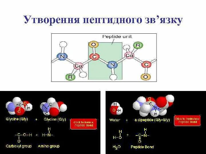 Строение пептидной группы. Пептидная группа характеризуется. Пептидная связь представляет собой группу атомов. С помощью пептидной связи образуются. Пептидная группа атомов