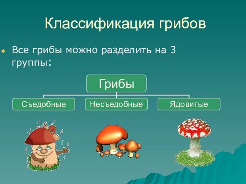 Какое основание позволило разделить грибы. Классификация грибов. Деление грибов на группы. Виды грибов классификация. Группы разделения грибов.