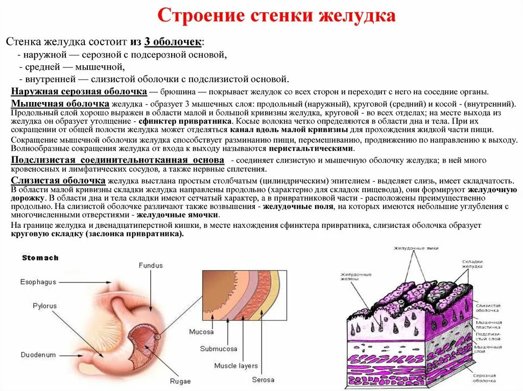 Слои стенки желудка анатомия. Послойное строение стенки желудка. Строение желудка оболочки. Строение и функции стенки желудка. Слизь строение