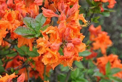 Рододендрон ГИБРАЛТАР (Rhododendron Gibraltar) - Питомник растений Владимира Овч
