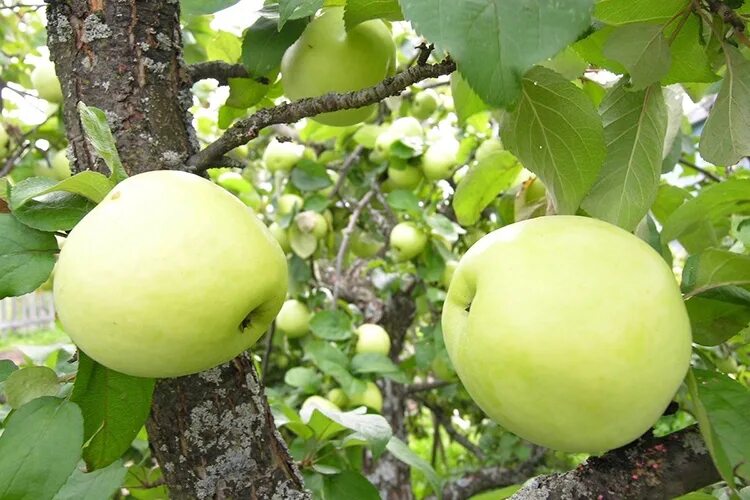 Яблоня сорт антоновка фото. Сорт яблони Антоновка. Сорт яблони синап Орловский. Синап Орловский дерево. Антоновка (сортотип яблони).