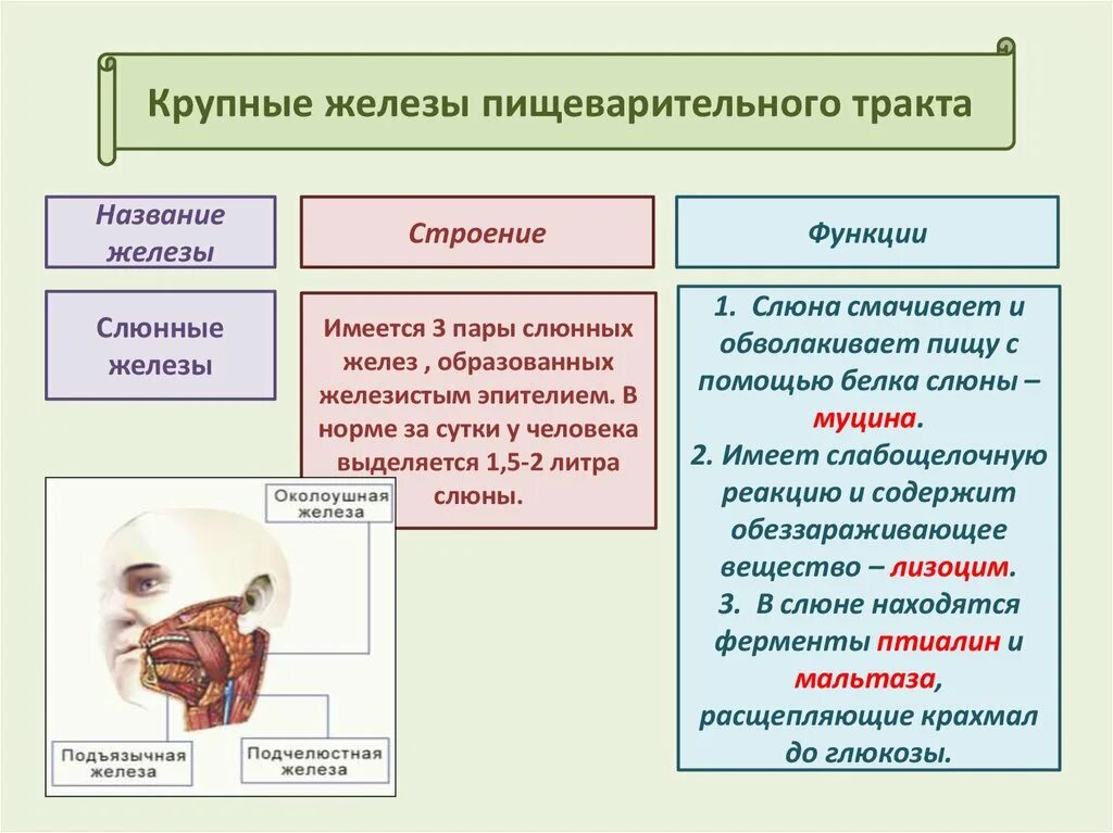 Крупные железы пищеварительного тракта. Крупные пищеварительные железы человека. Строение и функции пищеварительной системы. Строение и функции желез пищеварительной системы. Строение и функции пищеварительных желез