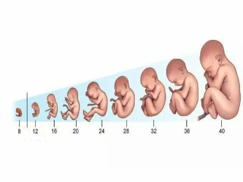 Формирование плода по неделям беременности. Развитие эмбриона и плода. Периоды развития плода по неделям в картинках. Формирование ребенка по неделям.
