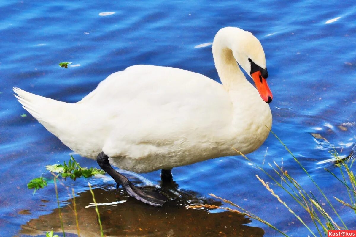 белый лебедь 2012. лебеди не белые. лебедь на суше. белый лебедь 2006. белый лебедь дикий.