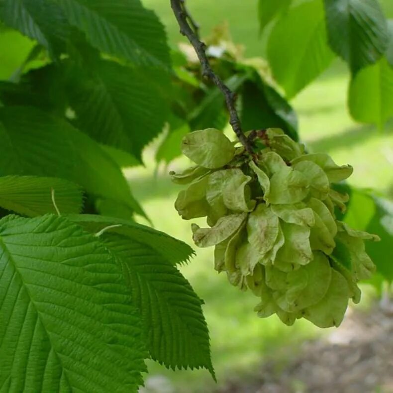 Карагач описание. Вяз приземистый Ulmus pumila. Вяз шершавый (Ulmus glabra). Вяз Camperdownii. Вяз малый (Ulmus Minor).