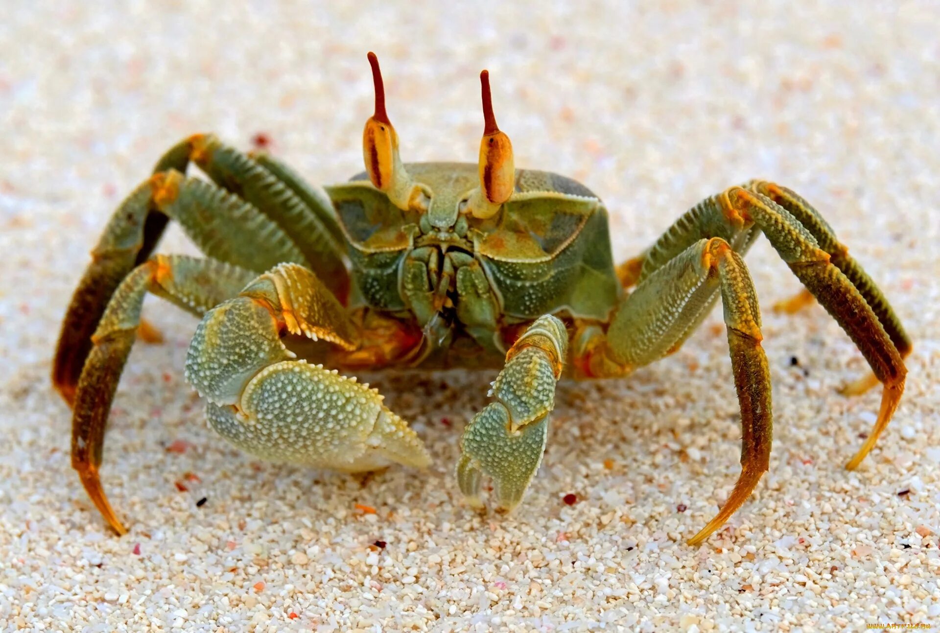 Крабы парами. Морской краб. Руки краба. Красивый краб. Ракового краба.