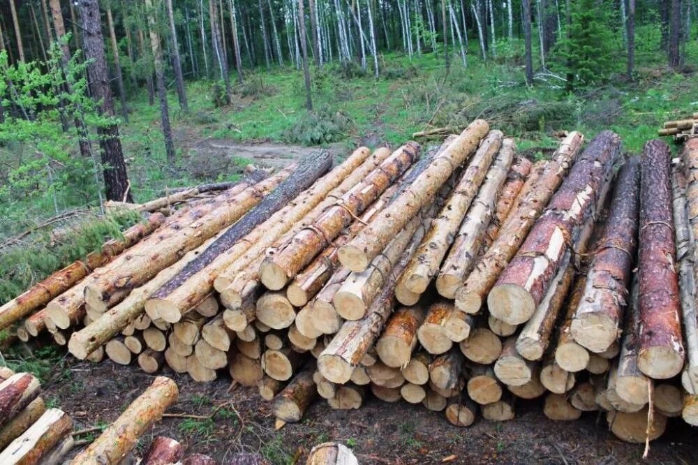 Что продавать из леса