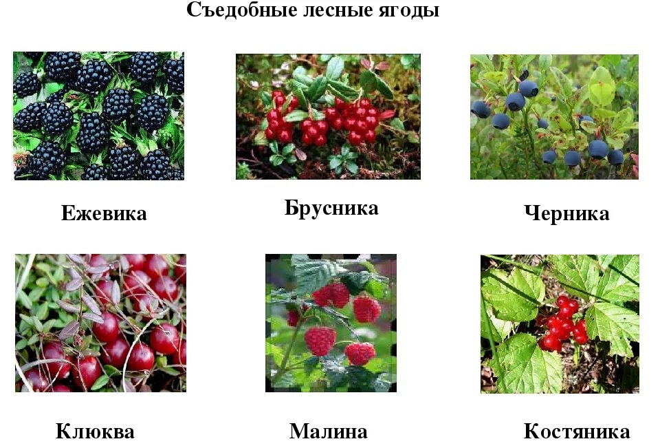 Съедобные ягоды с названиями. Ягоды названия. Ягоды съедобные и несъедобные лесные ягоды. Лесные ягоды названия съедобные и несъедобные. Съедобные ягоды.