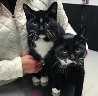 Кошка привела кошку в дом