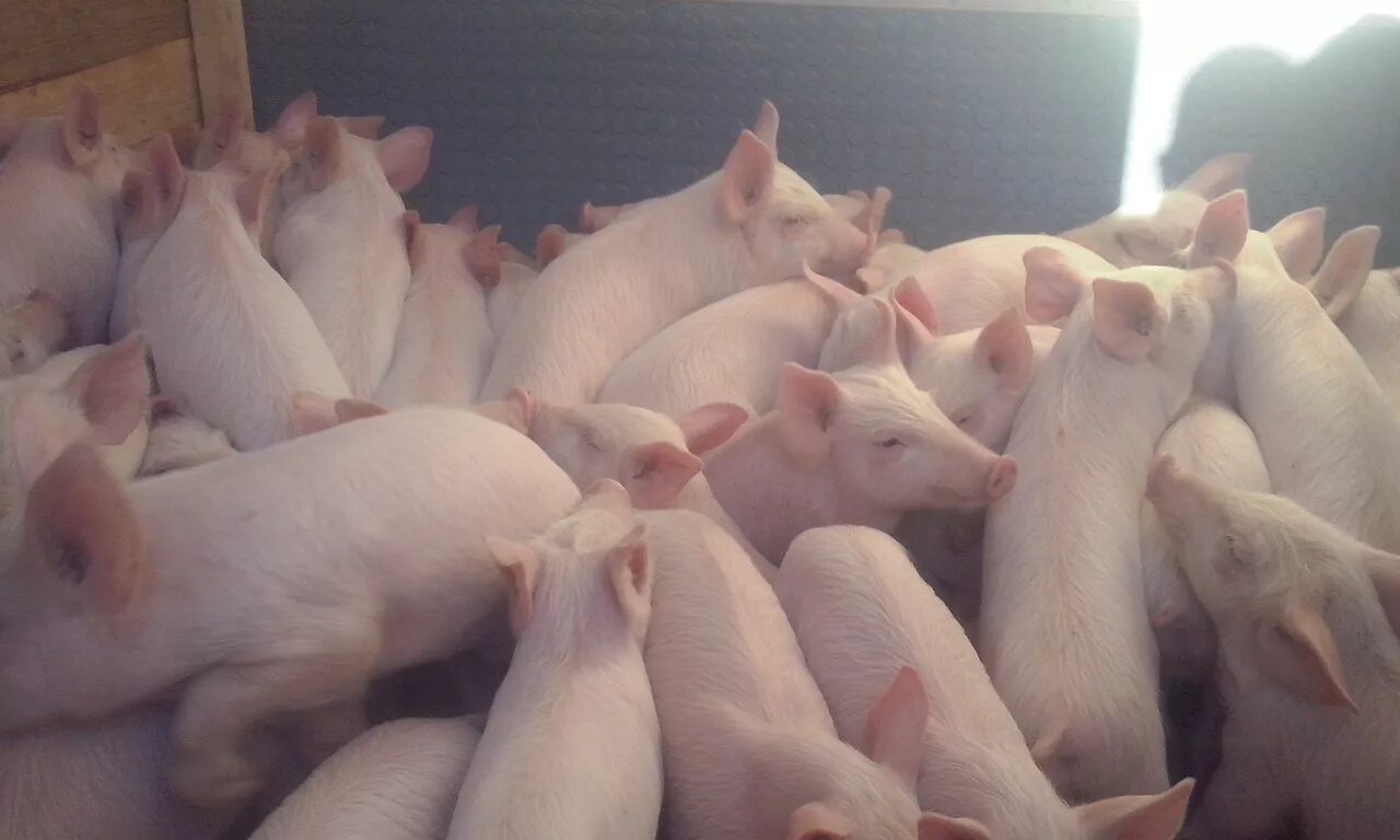 Корма для сельхоз животных. Поросята в осетии. Смешные объявления о продаже животных. Комбикорма для животных. Домашние животные для мяса.