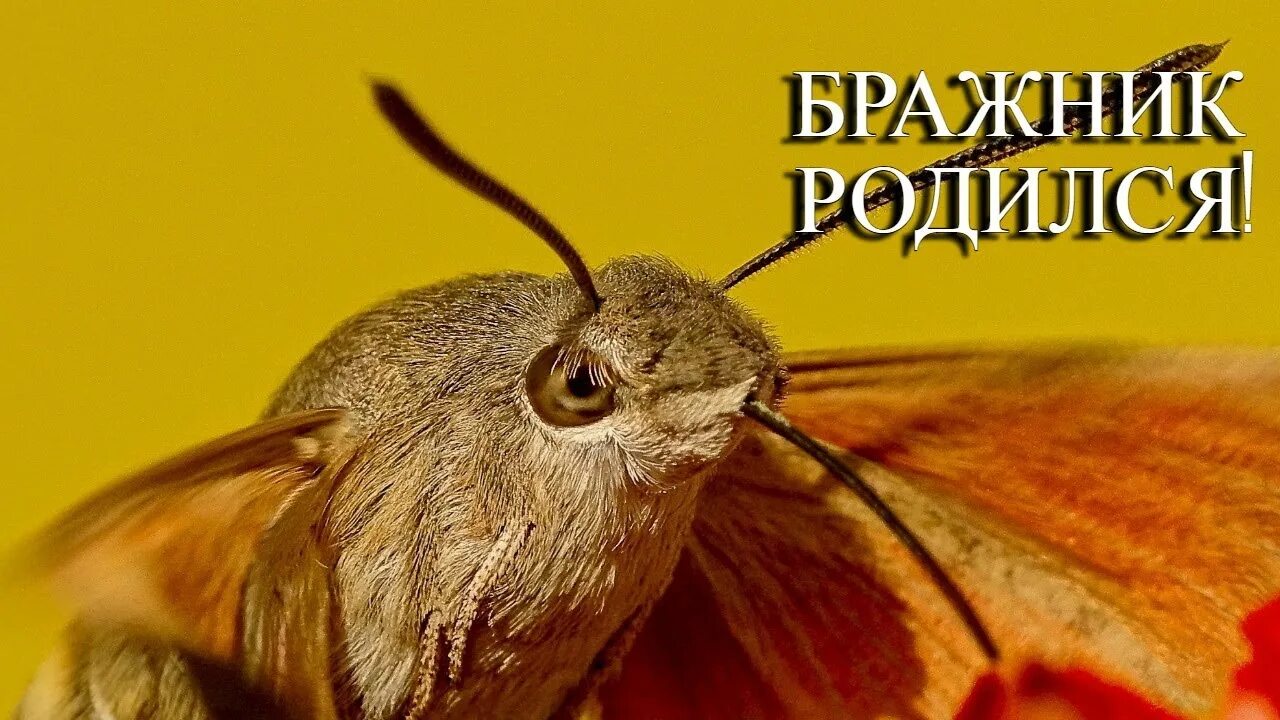 Презентация на тему "Насекомые красной книги Кемеровской области". 6-7 класс