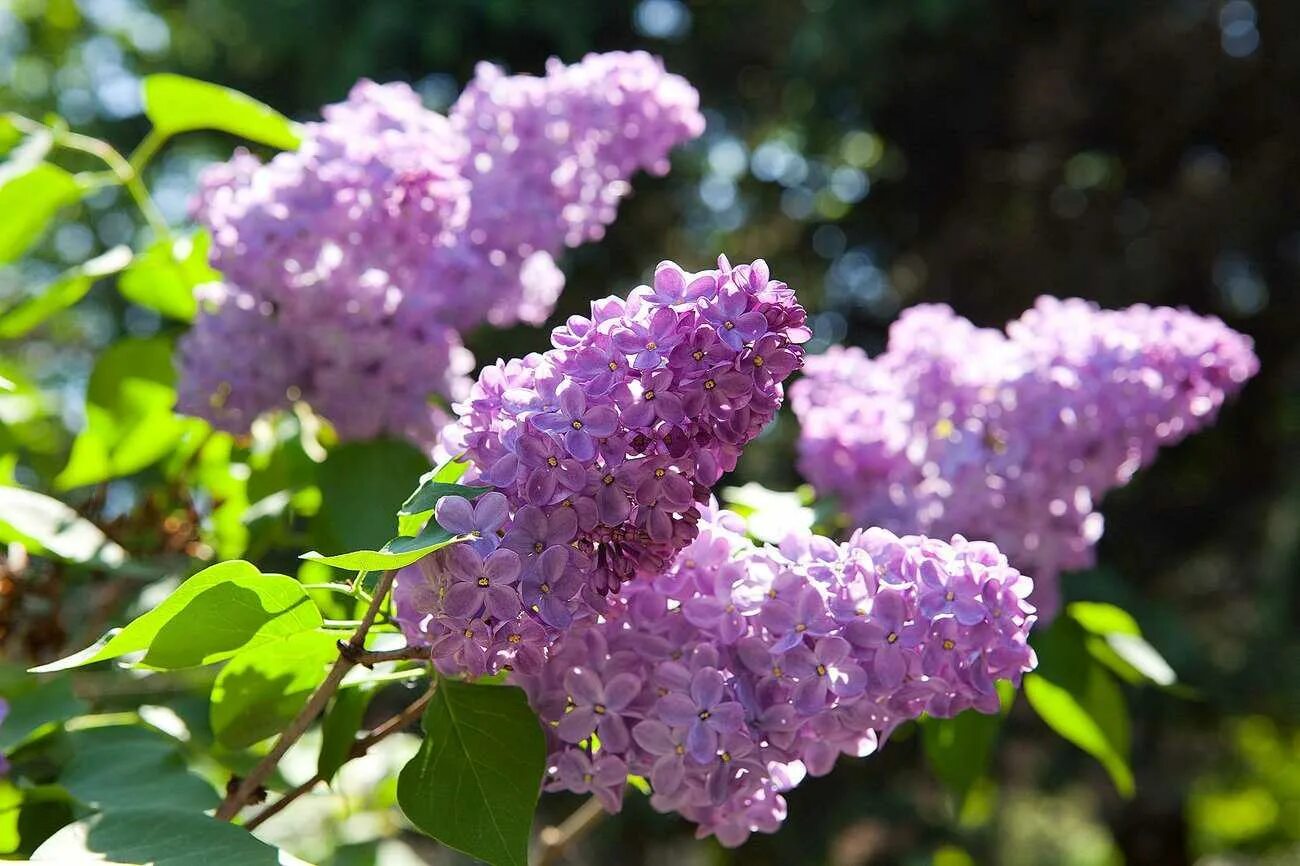 Видеть во сне сирень цветущую. Сирень кустовая. турецкая сирень. сирень гавриил державин. гроздья сирени.