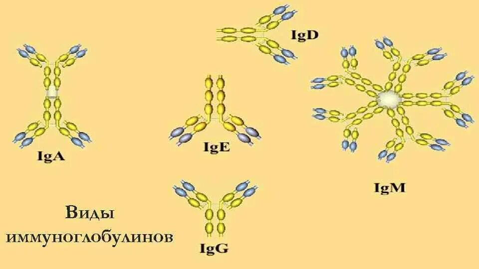 Схема строения IGE. Классы иммуноглобулинов. Формы иммуноглобулинов. Виды иммуноглобулинов.
